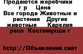 Продаются жеребчики 14,15 16 г.р  › Цена ­ 177 000 - Все города Животные и растения » Другие животные   . Карелия респ.,Костомукша г.